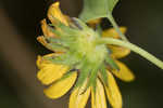 Cucumberleaf sunflower 